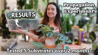 Scindapsus Series Part 3 Propagation Experiment Results and Repotting them all