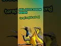 Download Lagu koloni sogon || cuit cuit pancingan sogon