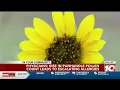 Rise in Panhandle pollen count leads to escalating allergies