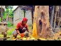 Download Lagu TENSIONFUL!! This Jackfruit Tree Almost Fell on a Building and Its Contents While Being Felled 