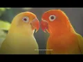 Download Lagu Lovebird Sound: LutiMino 2023 - Chirping and Singing Sounds
