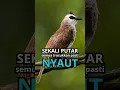 Download Lagu BUNYI trucukan gacor TARUNG ROPEL PANJANG pancingan trucukan agar gacor EMOSI #shorts #shortsfeed