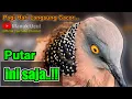Download Lagu TEKUKUR GACOR Go,!! SUARA BURUNG TEKUKUR ngalas dipagi hari untuk PANCINGAN TEKUKUR bahan agar bunyi