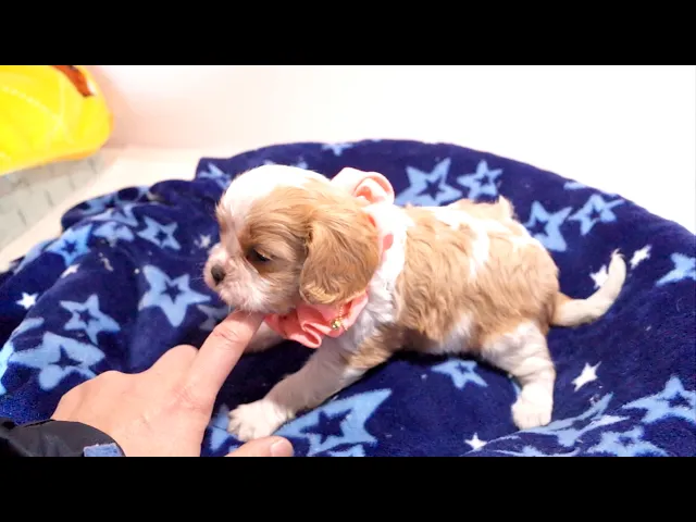 動画