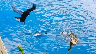 Duck Family 0510G🦆カラス急襲に対する反応、雛潜水と母応戦。見捨て確定か。お昼寝かわいい