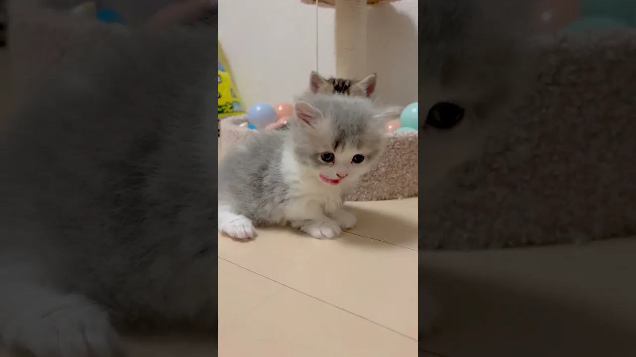 動画