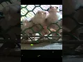 Download Lagu These chicks are Trapped