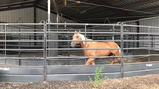 Priefert walker