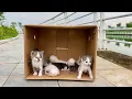 Download Lagu I adopt homeless kittens meowing in cardboard boxes, small rescue kittens