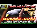 Download Lagu JALAK RIO-RIO | BURUNG MASTERAN | TEMBAKAN SPEED RAPAT | ISIAN AMPUH UNTUK BURUNG LOMBA