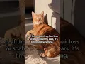Lagu https://vt.tiktok.com/ZSmLcNh8N/ #allergies #cat #catcat #catmom