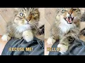 Download Lagu Can't Believe Our Free Cat Did This! How Rude!