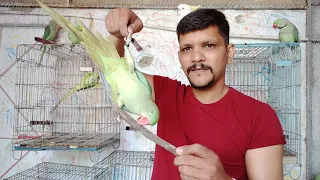 Download Teach Your Parrot Not To Bite | 100 % Working | Urdu /Hindi | PBI Official MP3