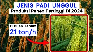 Download Varietas PADI UNGGUL produksi panen tertinggi di 2024   #benihpadiunggul #benihpadipadjajaran #padi MP3