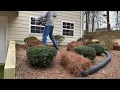 How To Spread Pine Straw Like A Professional - 2023 Spring Has Sprung