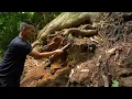 50 Days of Chiseling Rocks to Build an Underground House Under a Giant Tree. Survival Camping Alone