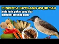 Lagu pakan burung kutilang agar cepat gacor kutilang mania wajib tau