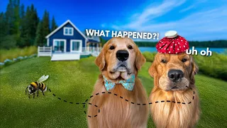 My Dogs Rented a Lake House | TODD GOT STUNG!