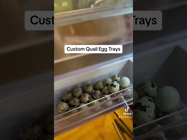 24 Quail Egg Tray video thumbnail