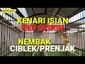 Download Lagu KENARI ISIAN | RED SISKIN | CIBLEK | PRENJAK | CANARY BOARDING SCHOOL