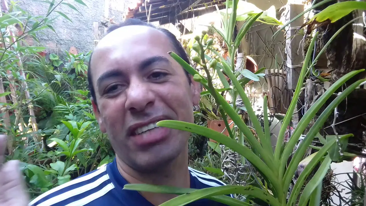 COMO CULTIVAR ORQUÍDEA VANDA MOKARA