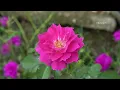 Police Trieu Kang Builds a Beautiful Fish Pond at His Mountain Farm