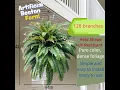 Best Artificial Plants On Amazon Best Artificial Boston Ferns for Outdoors UV Resistant