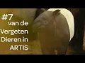 Download Lagu # 7 van de Vergeten Dieren in ARTIS
