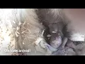 Great Pyrenees giving birth and 2nd day puppy updates
