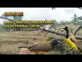 Download Lagu Terbukti Suara pikat sogon paling ampuh sepanjang masa