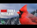 5 Things You Didn t Know About Cardinals