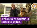 Lagu Kat als huisdier? Doe mij maar 'n tijger