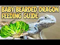 Baby Bearded Dragon Diet