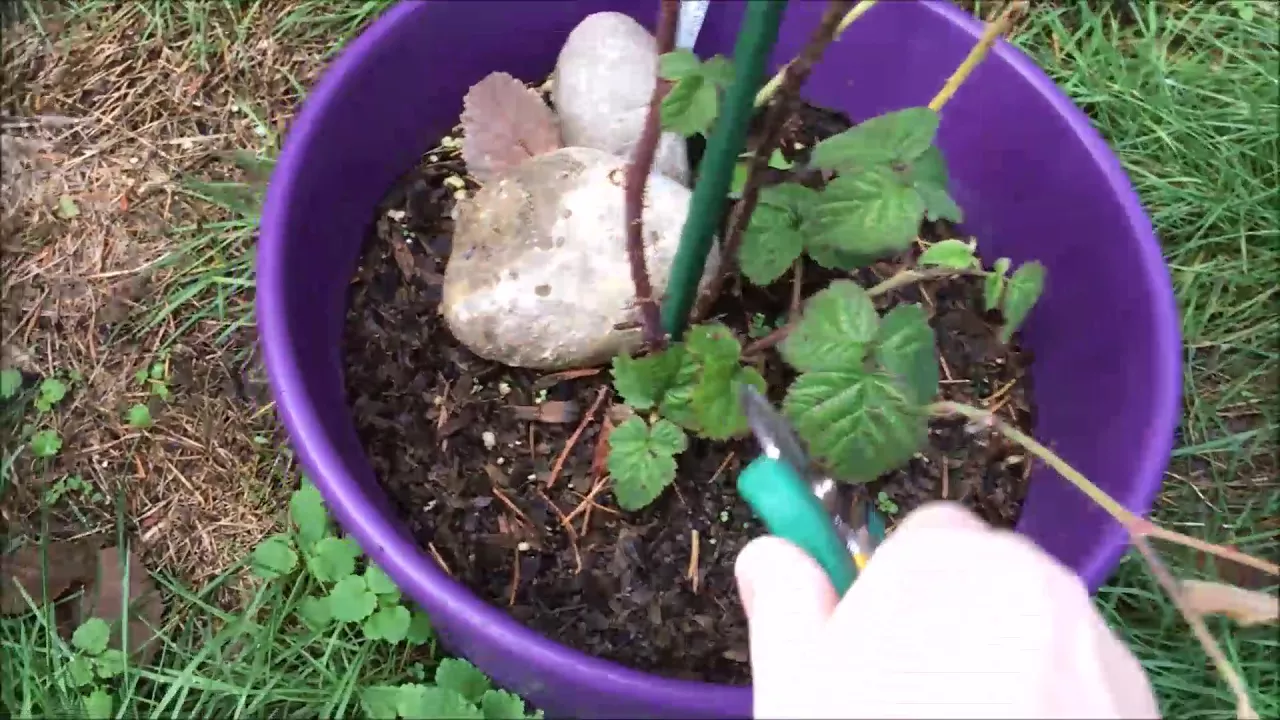 Maintaining & Pruning Shrubs : How to Control Wild Blackberries