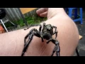 Biggest Jumping Spider EVER DOCUMENTED ON CAMERA Massive male Hyllus Diardi jumps on the camera
