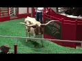 Superior Livestock Auction Fort Worth Stockyards Longhorn Auction