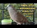 Lagu Perkutut Lokal Gacor Suara Super Kristal - Pancingan SapuJagat (99%AMPUH BANGET)