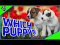 How to Choose a Puppy - How to Pick the Perfect Puppy from the Litter