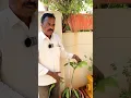 Lagu How to grow Brahmakamalam tree at home | How to grow brahmakamalam at home #shorts #viral