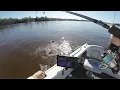 Download Lagu Dirty Water Jewfish, Queenies and Trevally - Noosa River Fishing