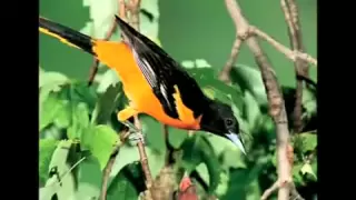 عصفور فى ليل المطر حنان ماضى 