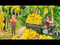 Download Lagu Rewind Timelapse: Use 3-Wheeled Truck Harvesting Lots of Banana Goes to Market Sell | Phương Farm TV