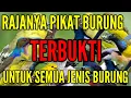 RAJANYA PIKAT BURUNG...!! suara pikat semua jenis burung kecil paling ampuh ...terbukti