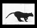 home 3 - neko
