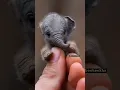 Download Lagu Oh My God😰Wait for and😳Smallest elephant Ever Imagined😂 #viralcontent #shorts #animals #elephant