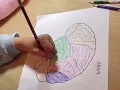 Brain coloring