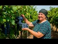Download Lagu From Vineyard to Jar: Our Family's Sweet Grape Harvest Day🍇 | Relaxing Village Life