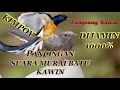 Download Lagu 1000% PANCINGAN SUARA MURAI BATU DIJAMIN MURAI BATU LANGSUNG KAWIN #masterburung