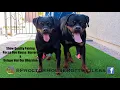 UNIQUE VON DER OBERSTEN ROCCO VON HAUSE HERRERA BREEDING COMPLETE