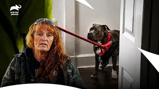Tia Torres Shares HEARTBREAKING Dog Rescue Stories Pit Bulls Parolees S7B E11 Animal Planet